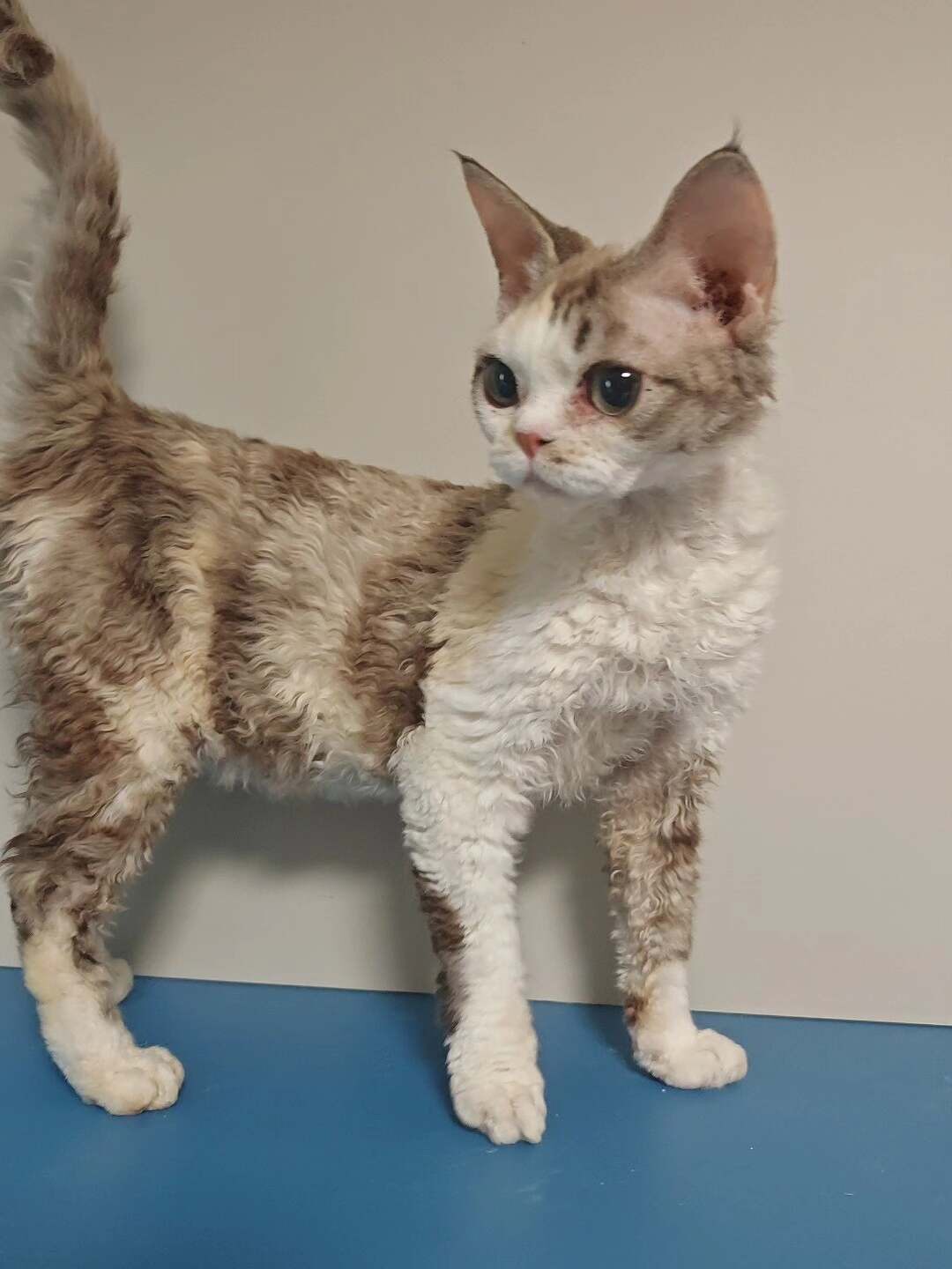 德文卷毛猫活体三花妹妹母