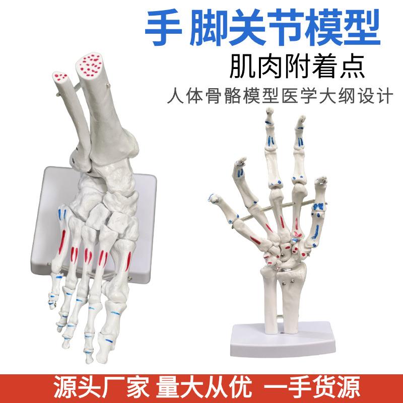 /厂家脚关节手关节带肌肉着色模型人体脚关节踝关节足骨手仿真模