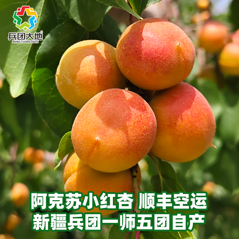 新疆兵团大地阿克苏小红杏当季果