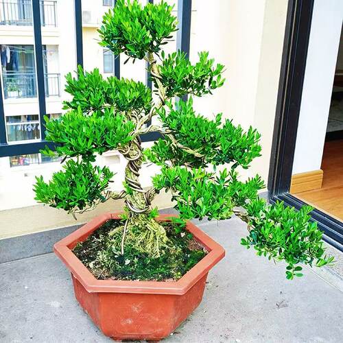 名贵黄杨树盆栽造型老桩客厅办公室绿植花卉小叶雀舌黄杨四季常青