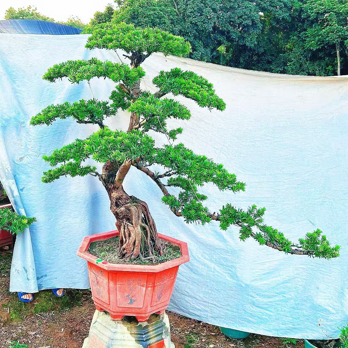 老桩罗汉松大型盆景小叶雀舌造型树苗好养迎客松室内小型桌面盆栽