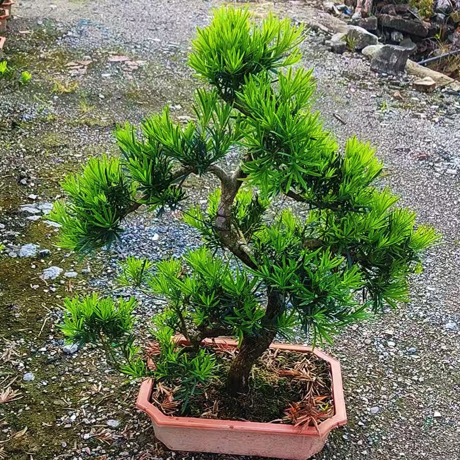 正宗小米叶罗汉松盆景树苗造型盆栽真树室内阳台精品老桩绿植好养