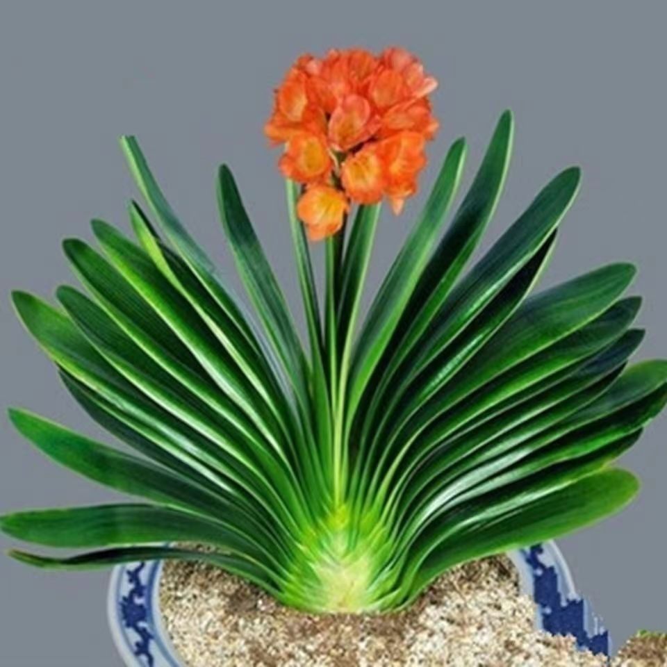 精品君子兰开花圆头和尚国兰立板花卉绿植开花君子兰基地直销四季,鲜花速递/花卉仿真/绿植园艺,绿植,淘宝优惠券,粉丝福利购,淘宝优惠卷