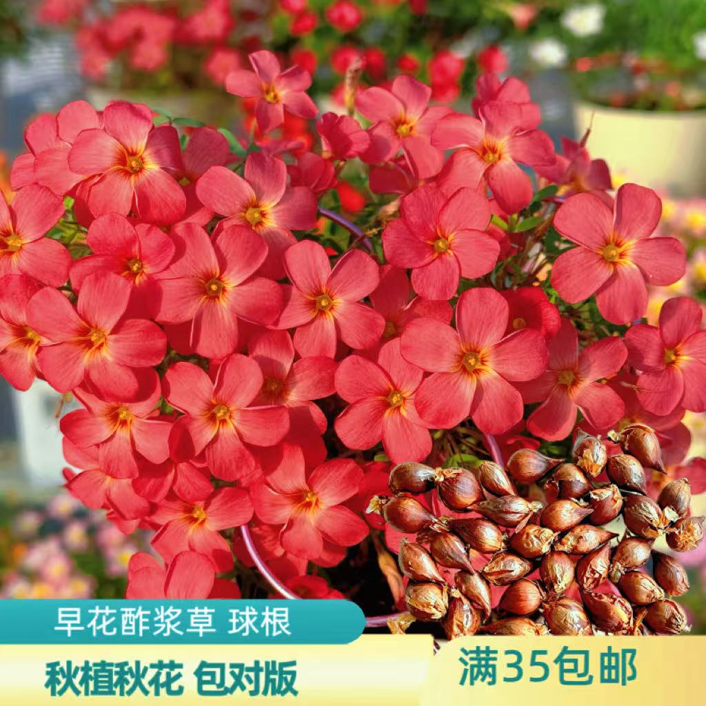 上上花田 酢浆草【早花系列】红种球/裸根
