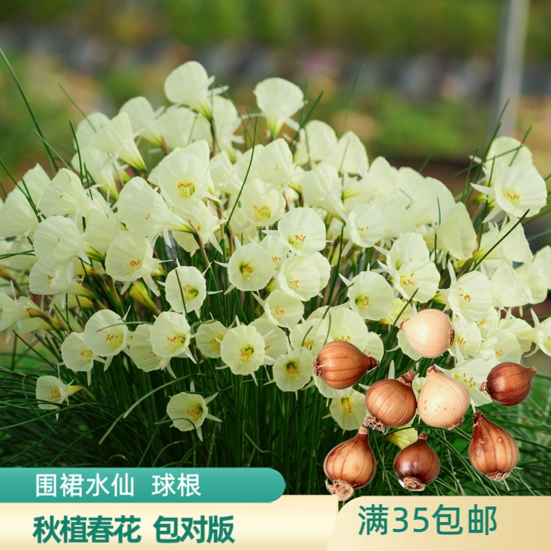 上上花田 围裙水仙种球【满35种球/裸根