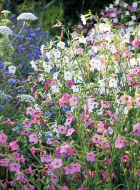 上上花田 高杆花烟草花苗盆栽私语系列花期长花量大阳台盆栽