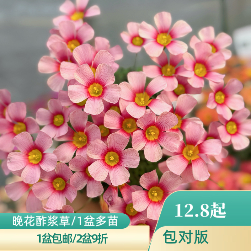 上上花田 酢浆草花苗【ob系列】酢浆草花苗盆栽薯红包邮带花苞,鲜花速递/花卉仿真/绿植园艺,时令草本花卉,淘宝优惠券,粉丝福利购,淘宝优惠卷