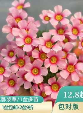 上上花田 酢浆草花苗【ob系列】酢浆草花苗盆栽薯红包邮带花苞