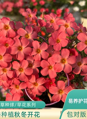 上上花田 酢浆草种球【早花系列】红丝绸薯红秋植秋花秋天种植