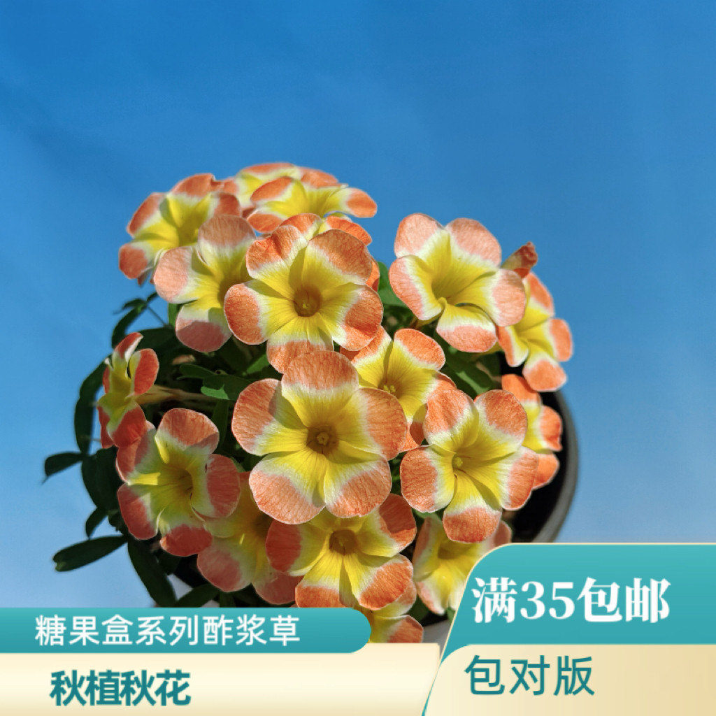 上上花田 酢浆草【糖果盒系列】种球/裸根