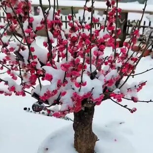 梅花老桩造型盆景时锦梅红梅乌梅绿梅腊梅朱砂梅白梅珍珠梅美人梅