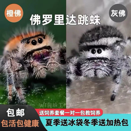 蜘蛛宠物跳蛛佛罗里达跳蛛小朋友礼物卢卡斯跳蛛微距摄影昆虫摄影