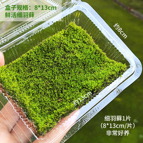 盒装鲜活细羽藓水陆缸雨林缸微景观庭院懒人办公造景爬宠窝苔藓