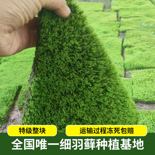 郁祺花卉趣味细羽苔藓