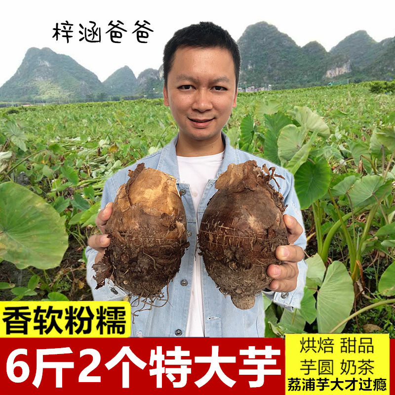 特大荔浦芋头广西新鲜现挖