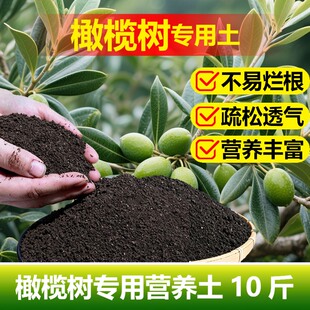 橄榄树专用土料树苗花盆栽专用土壤营养土种植肥氮磷钾花卉土家用