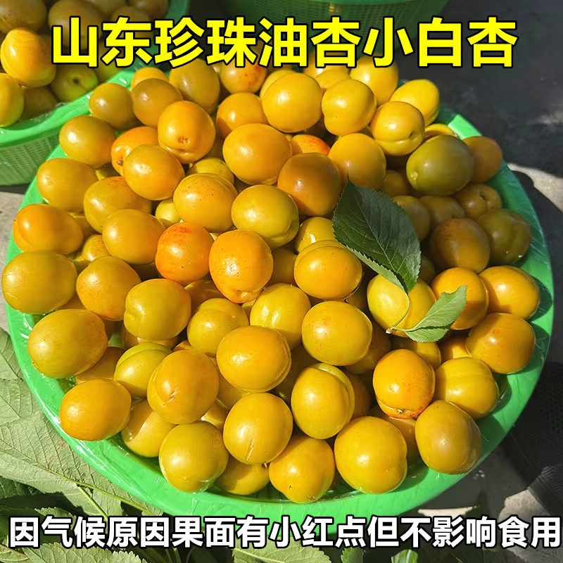 山东珍珠油杏小白杏新鲜水果当季现摘甜杏孕妇非新疆轮台小白杏