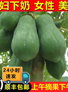 广西青木瓜哺乳期下奶用产妇水果土木瓜沙拉新鲜生木瓜农家蔬菜10