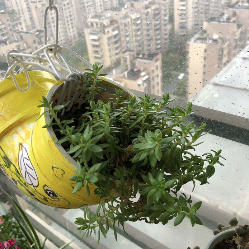 垂盆草可食用正宗中药材蛇丹草狗牙瓣吊兰多肉植物降糖草养肝护肝