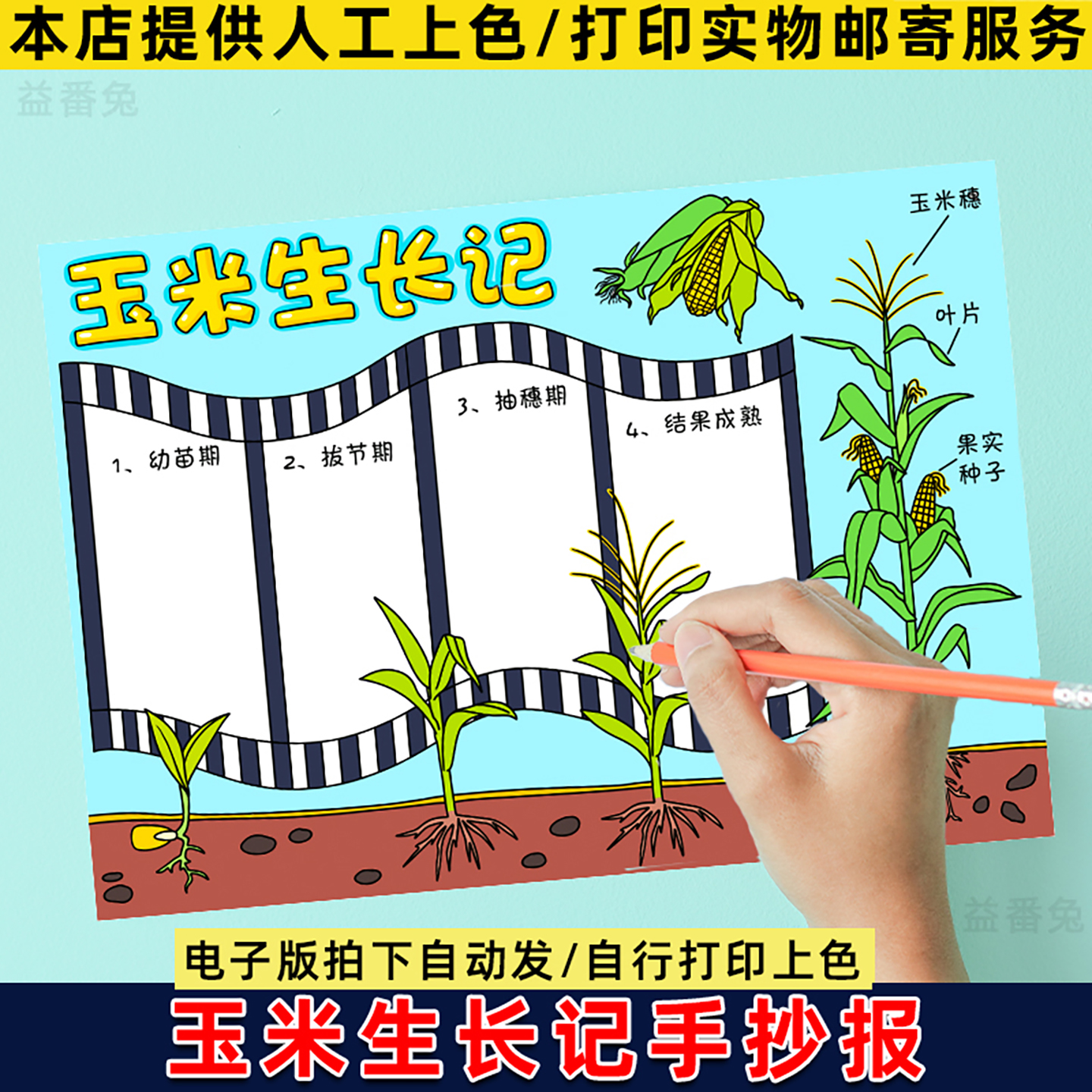 玉米生长记手抄报模板小学生记录植物生长过程自然笔记小报电子版