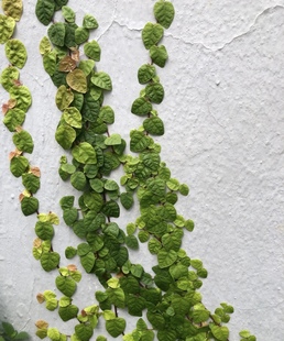 青叶花叶薜荔 热带雨林水陆缸耐阴藤蔓植物盆栽 垂吊爬墙花镜造景