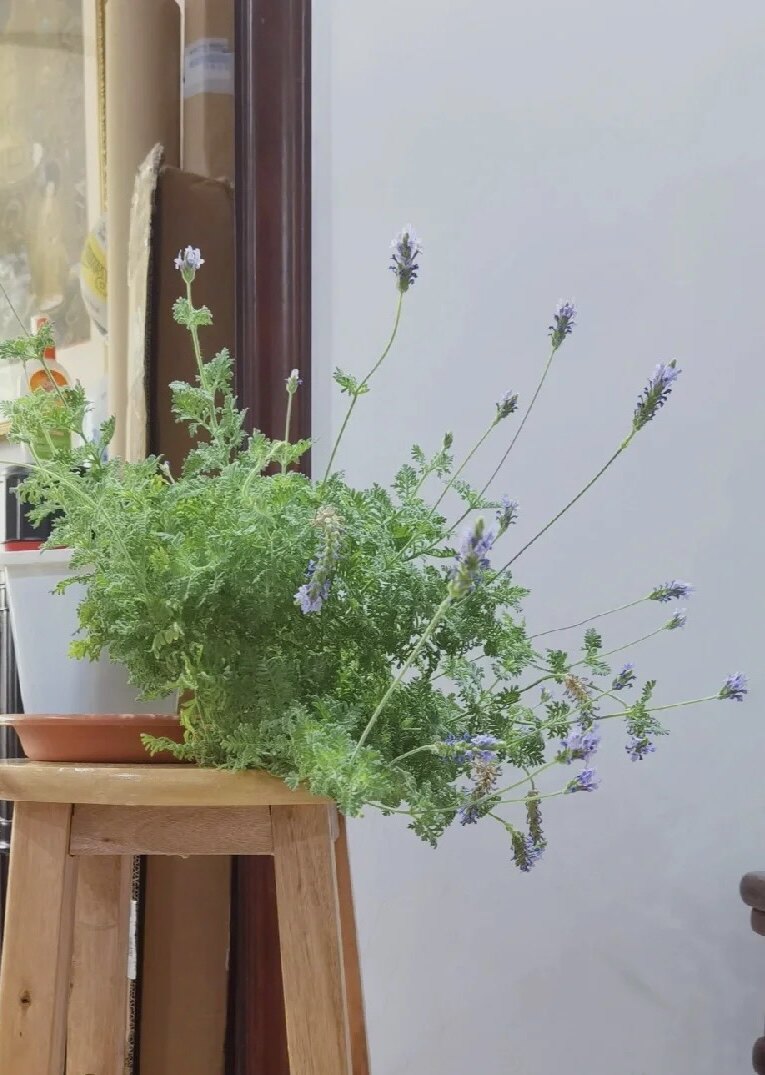 羽叶薰衣草 法国薰衣草 银叶熏衣草 室内外芳香花卉 调色植物