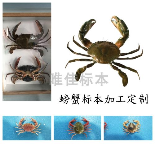 螃蟹标本定制科普教具海洋生物模型摄影道具摆件装饰纪念加工制作