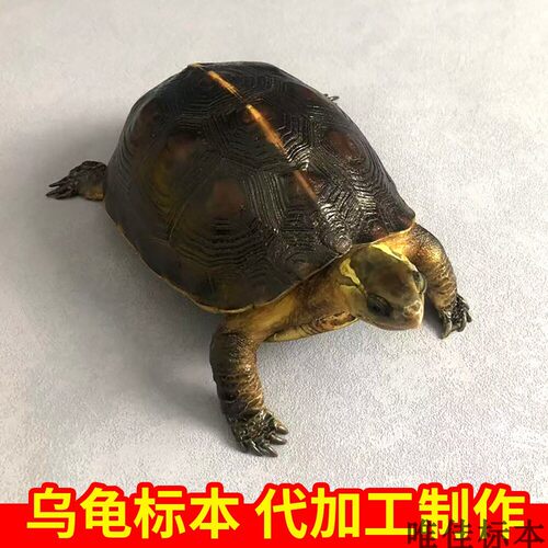 乌龟宠物标本生物教学道具定制摆挂件装饰爱宠死后纪念代加工制作