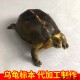 乌龟宠物标本生物教学道具定制摆挂件装 饰爱宠死后纪念代加工制作