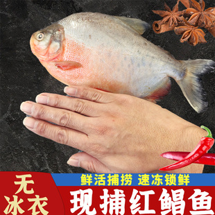新鲜红鲳鱼鲜活速冻超大号冷冻鲳鱼平鱼水产红腹鲳鱼银鲳整箱包邮