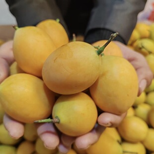 泰国枇杷芒迷你小芒果饱满香甜多汁【顺丰包邮】