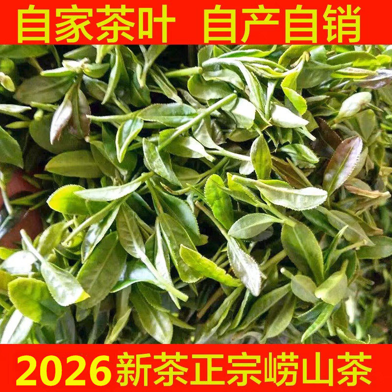 崂山绿茶2026年雨前特级炒青