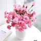 粉色多头康乃馨昆明斗南基地直发同城速递玫瑰百合水养花母亲节花