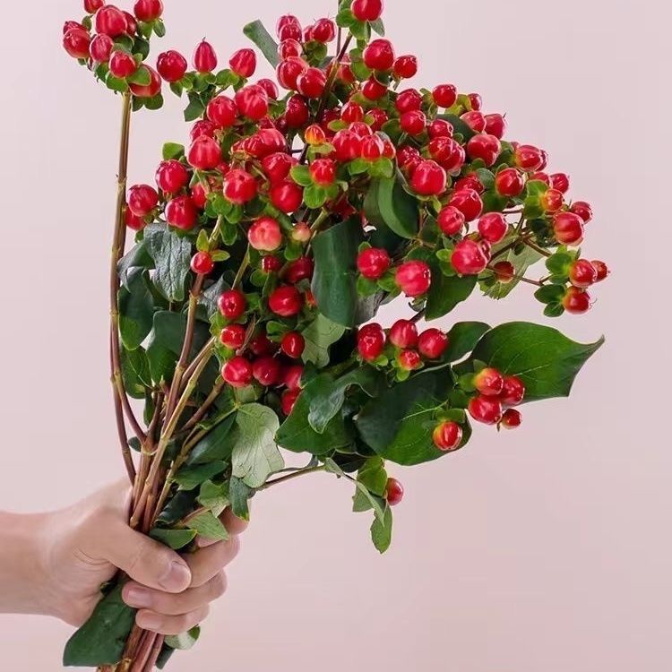 相思红豆火龙珠鲜花水养鲜切花火龙珠千层金冬青浆果花束