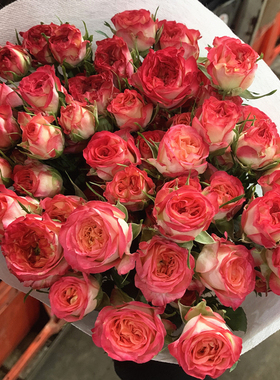 爱丽丝多头玫瑰鲜花鲜花云南基地直发鲜花水养家用速递包邮情人节