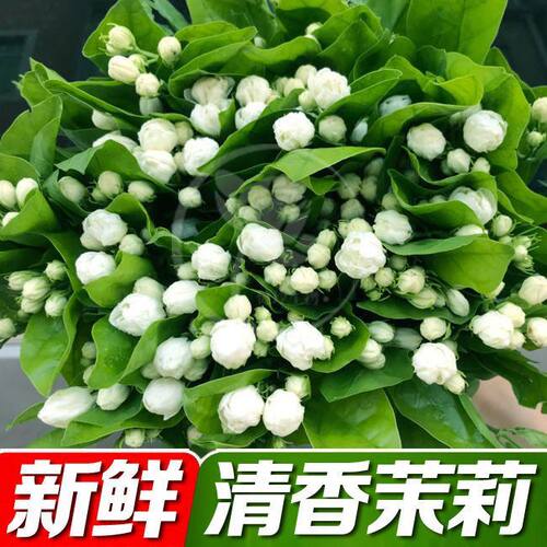 茉莉水养鲜切花云南昆明基地直发同城速递送人包邮玫瑰百合包邮花