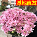 费花束家庭同城速递家用百合花水养花 云南鲜花基地直发小雏菊 免邮