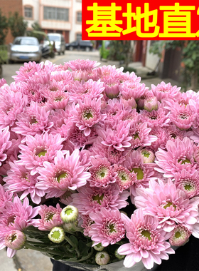 云南鲜花基地直发小雏菊包邮花束家庭同城速递家用百合花水养花