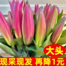香水大头新鲜百合花鲜花花束云南昆明基地直发同城多头玫瑰元 旦节