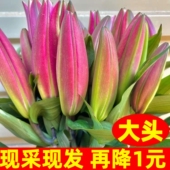香水大头新鲜百合花鲜花花束云南昆明基地直发同城多头玫瑰春节
