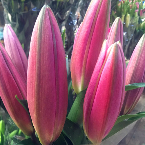 黑美人鲜花百合礼物花束同城速递