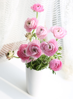 橙色洋牡丹水养鲜切花云南昆明基地直发玫瑰百合向日葵年宵花包邮