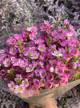 澳洲腊梅鲜花云南昆明真花红色年宵花喜庆新年氛围水养花