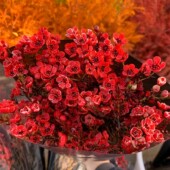 澳洲腊梅鲜花云南昆明真花红色年宵花喜庆新年氛围水养花向日葵