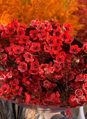 澳洲腊梅鲜花云南昆明真花红色年宵花喜庆新年氛围水养花向日葵