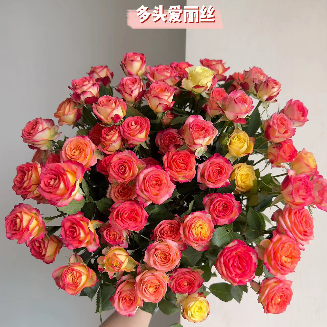 爱丽丝多头玫瑰鲜花鲜花云南基地直发鲜花水养家用速递办公室花束