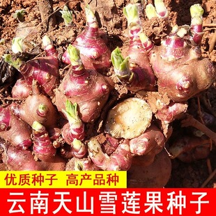 雪莲果种子黄心新鲜雪莲果种苗种球天山雪莲果优质种子红心甜种子
