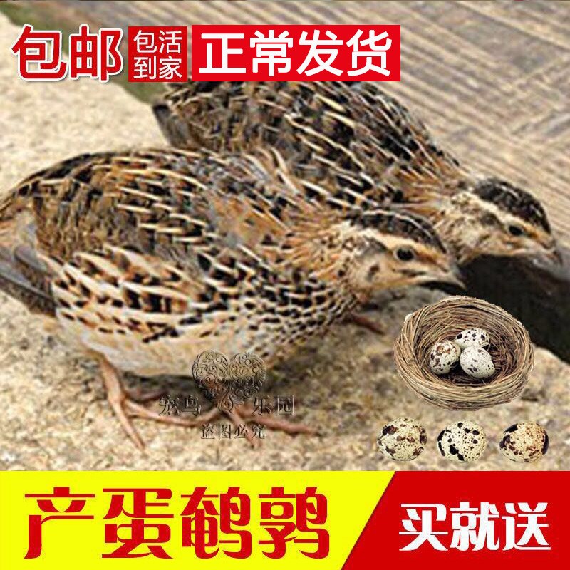 成年鹌鹑活苗 一对青年下蛋鹌鹑活体活物散养繁殖公母一对20只