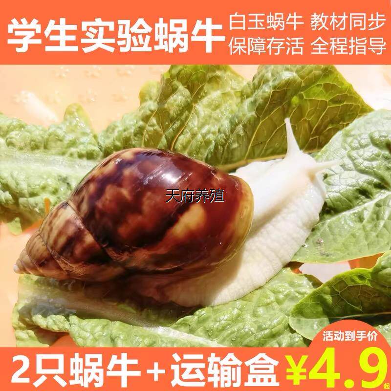 宠物白玉蜗牛活体巨型大蜗牛宠物观赏学生科学实验教学小蜗牛套装