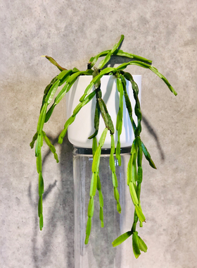 链条丝苇 [rhipsalis paradoxa] 丝苇网红室内
